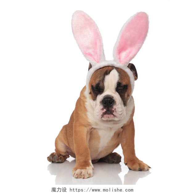 滑稽的英国斗牛犬戴着粉红色兔耳朵爱耳日